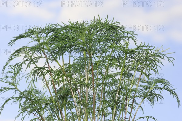 Ornamental basket 'Sensation Mix' (Cosmos bipinnatus), nine weeks after sowing, in the blue sky,