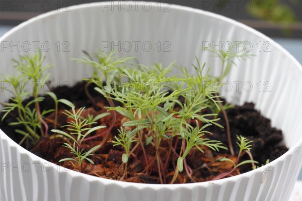 Ornamental basket 'Sensation Mix' (Cosmos bipinnatus), seven weeks after sowing, North