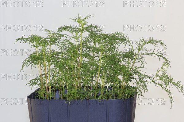 Ornamental basket 'Sensation Mix' (Cosmos bipinnatus), nine weeks after sowing, North