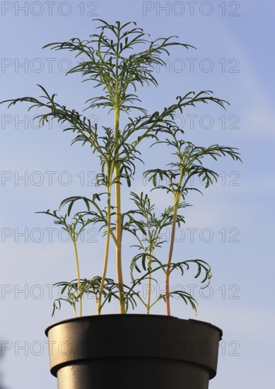 Ornamental basket 'Sensation Mix' (Cosmos bipinnatus), nine weeks after sowing, in the blue sky,