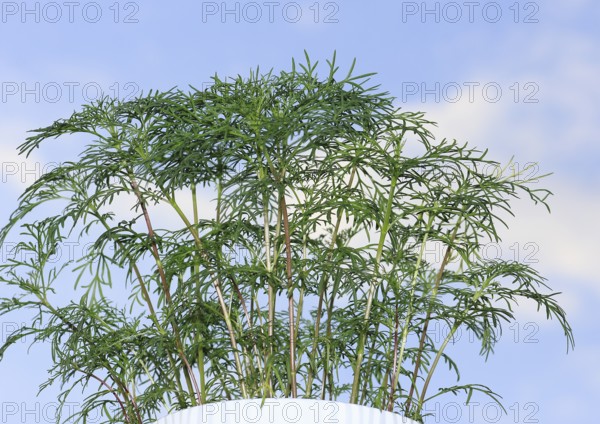 Ornamental basket 'Sensation Mix' (Cosmos bipinnatus), nine weeks after sowing, in the blue sky,