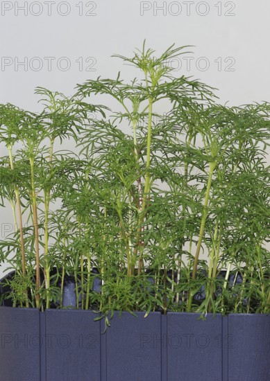 Ornamental basket 'Sensation Mix' (Cosmos bipinnatus), nine weeks after sowing, North