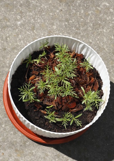 Ornamental basket 'Sensation Mix' (Cosmos bipinnatus), seven weeks after sowing, top view, North