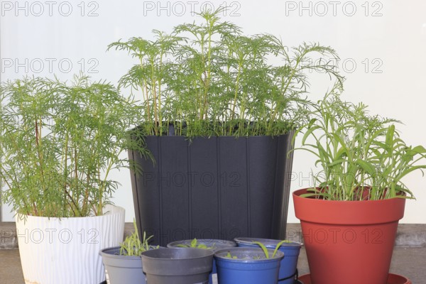 Ornamental basket 'Sensation Mix' (Cosmos bipinnatus), nine weeks after sowing together with