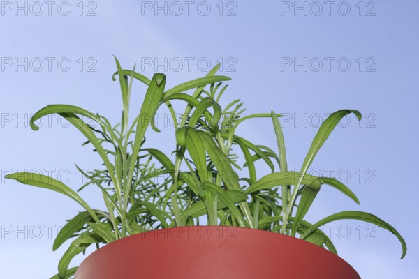 Ornamental basket 'Sensation Mix' (Cosmos bipinnatus), nine weeks after sowing together with