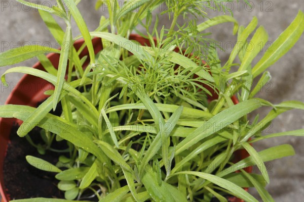 Ornamental basket 'Sensation Mix' (Cosmos bipinnatus), nine weeks after sowing together with