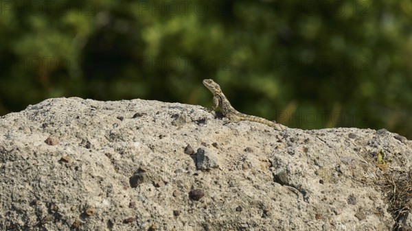Lizard on a rock in front of a blurred green background, Ancient Agora, Kos Town, Kos, Dodecanese,