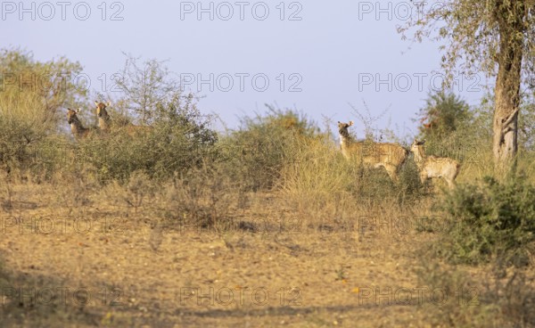 Nilgau antelope cows (Boselpahus tragocamelus) in the Thar Desert or Great Indian Desert, near