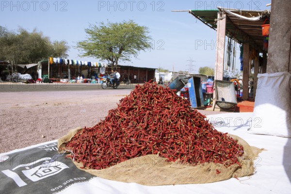 Chilli peppers in a heap at a market stall in the Thar Desert or Great Indian Desert, near