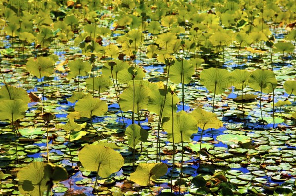 Lotus leaves (Nelumbo lutea Willd.) backlit at Swartswoodlake, Swartswood, Sussex, New Jersey, USA