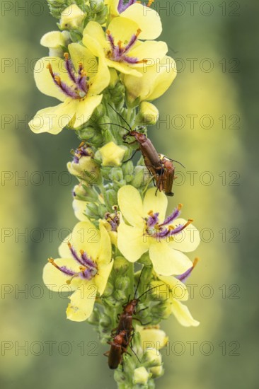 Dark mullein (Verbascum nigrum) with Cantharis livida (Cantharis livida), Emsland, Lower Saxony,