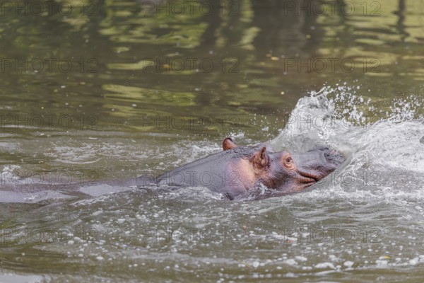 An adult male hippopotamus (Hippopotamus amphibius) shows aggression and defends its territory