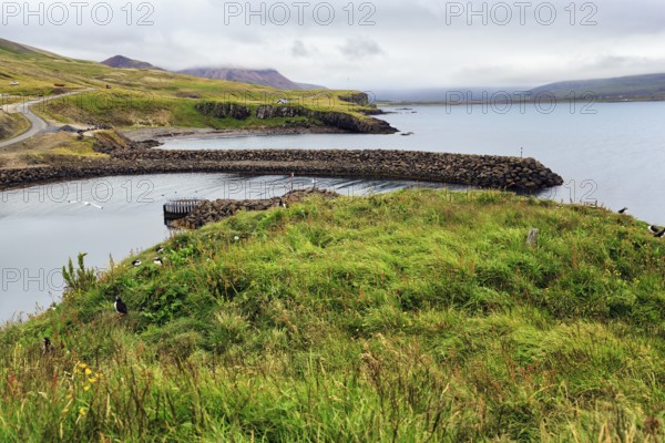 Meadow on bird cliff, coastline, Borgarfjarðarhöfn near Bakkagerði, Bakkagerdi, Borgarfjörður