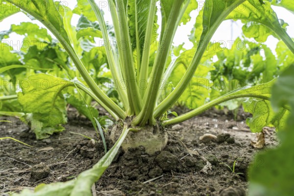 Sugar beet in a field, still growing, west of Kerken, on the Lower Rhine, North Rhine-Westphalia,