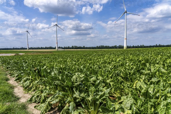 Sugar beet in a field, still growing, west of Kerken, on the Lower Rhine, wind farm, North