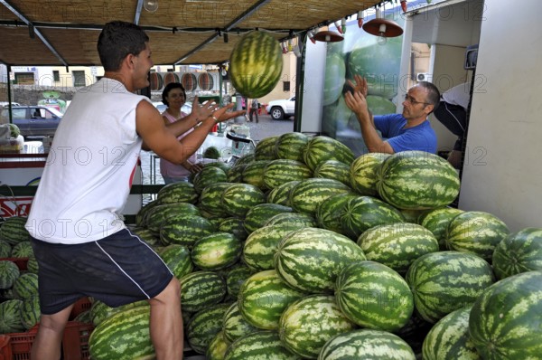 Farmers throwing watermelons (Citrullus lanatus) to each other, setting up a market stall, weekly