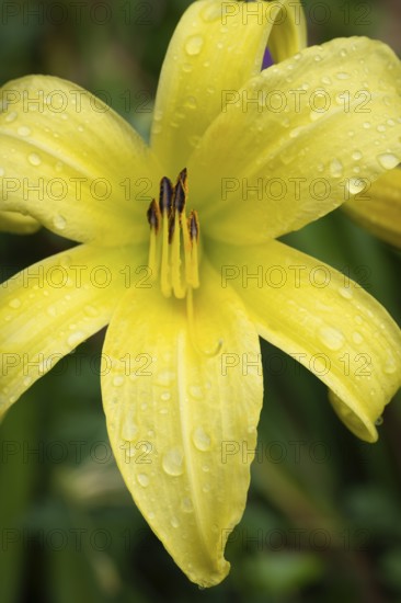Blüte der Gelben Taglilie (Hemerocallis lilioasphodelus), Nahaufnahme, Makro, Baden-Württemberg,