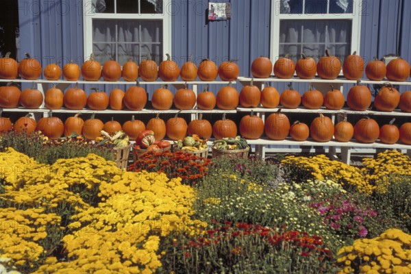 Sale of Hokkaido pumpkins, New Jersey, USA
