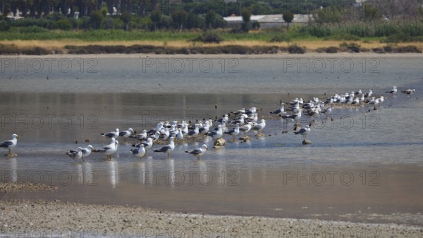 Large group of birds on the shore of a shallow body of water in a natural environment, salt lake,