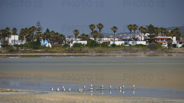 Beach scene with seagulls and palm trees against a backdrop of holiday homes, salt lake, Tigaki,