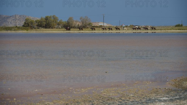 A group of horses on the shore of a lake with deep blue water, salt lake, Tigaki, nature reserve,