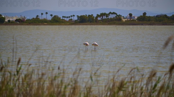 Two flamingos standing in the water in front of a coastal landscape with mountains in the