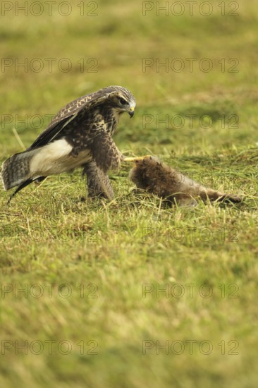 Buzzard (Buteo buteo) tugging at a dead young fox (Vulpes vulpes) on a freshly mown meadow, Allgäu,