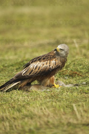Red kite (Milvus milvus) on a dead young fox (Vulpes vulpes) Allgäu, Bavaria, Germany, Allgäu,