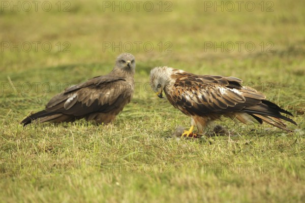 Red Kite (Milvus milvus) adult bird at dead young fox (Vulpes vulpes) on freshly mown meadow,