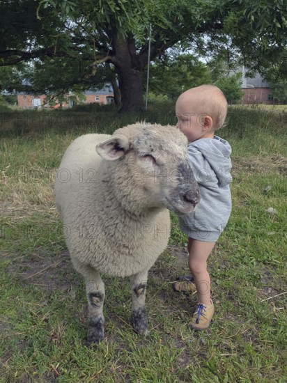 Little boy two years old, petting a sheep on a farm, Mecklenburg-Vorpommern, Germany