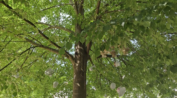 A large tree with green leaves, under whose branches several plates and cups hang as decoration,