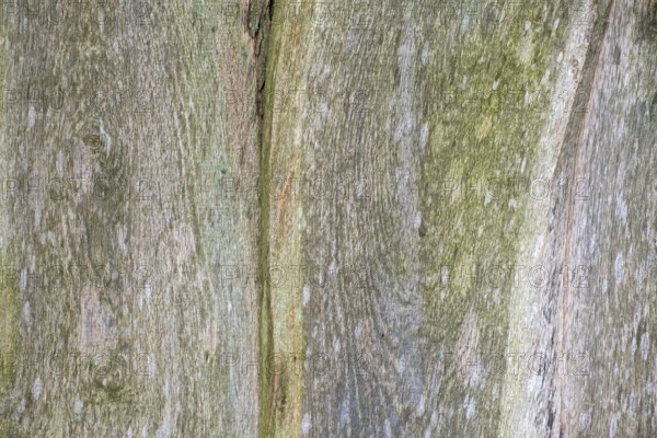 Wooden boards, boards with verdigris, texture, background, Münsterland, North Rhine-Westphalia,