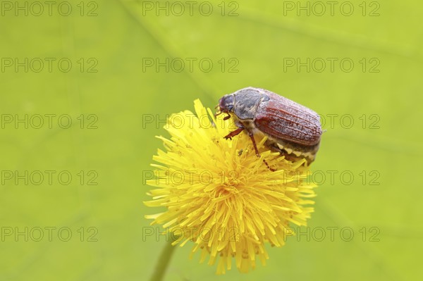 Cockchafer, field cockchafer (Melolontha melolontha), female on a dandelion (Taraxacum) flower,
