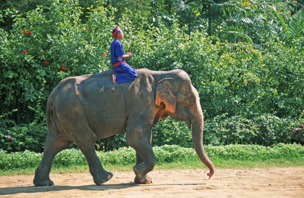 A man rides an elephant at Samphran Elephant Ground and Zoo near Bangkok, Thailand, December 2002,