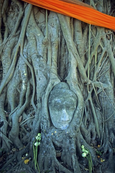 Roots, Buddha head ingrown in tree, Wat Mahatat, Ayutthaya, Thailand, December 2002, vintage,