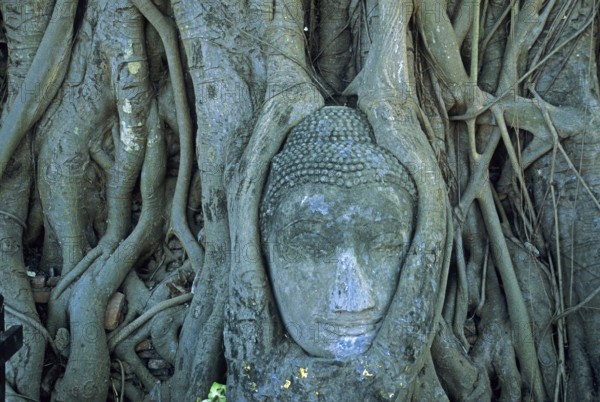 Roots, Buddha head ingrown in tree, Wat Mahatat, Ayutthaya, Thailand, December 2002, vintage,