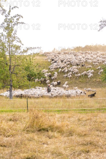 Flock of sheep moving across a hilly meadow surrounded by nature, BMW i7 electric car, deer e-car
