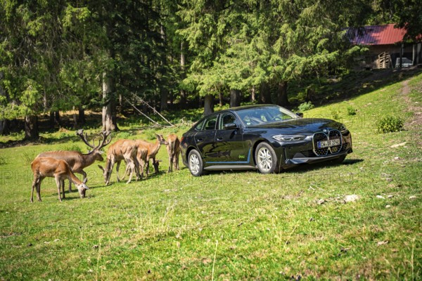 Black car next to a group of deer in a meadow in the forest, BMW i7 electric car, Deer