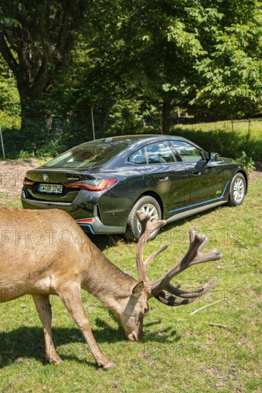 Black car and a deer in a meadow surrounded by green trees, BMW i7 electric car, Deer e-Carsharing,