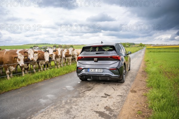 Rear view of an electric car on a road next to a pasture full of cows, Cupra, Deer E-CarSharing,