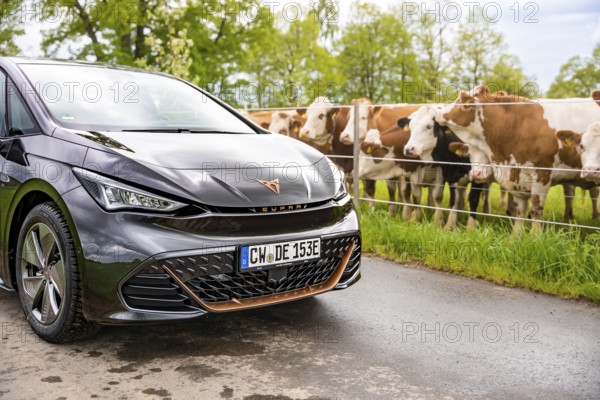 An electric car is parked on a street while cows are standing in an adjacent pasture, Cupra, Deer