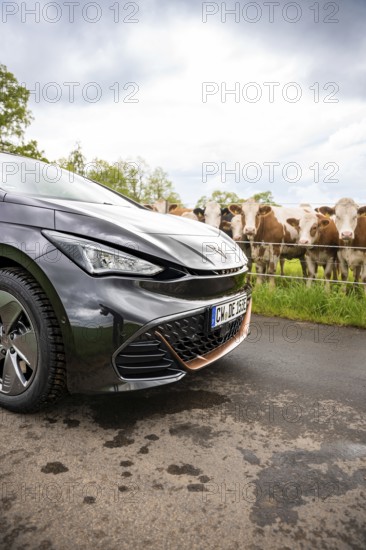 Close-up of the front of an electric car on a country road with cows in the background, Cupra, Deer