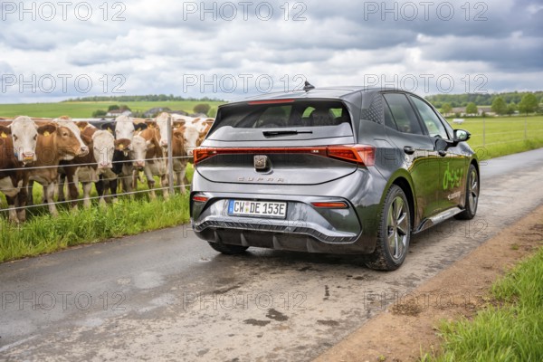 An electric car drives on a country road along green fields with cows, Cupra, Deer E-CarSharing,