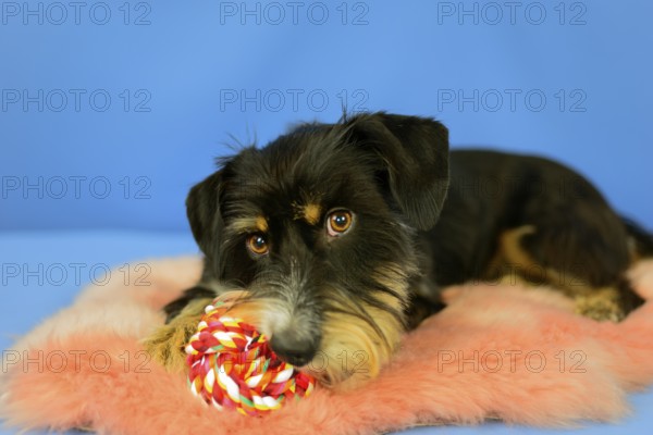 A cute black dog is lying with a colorful toy on a pink coat, blue background, mixed breed dog,