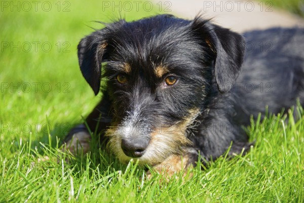 A dog looks at the picture with a relaxed look while lying in the grass, mixed breed dog,