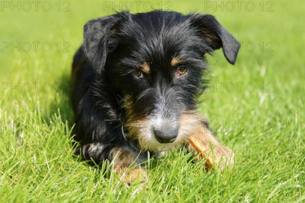 A dog is relaxing in green grass on a sunny day, mixed breed, mixed breed dog, wire-haired