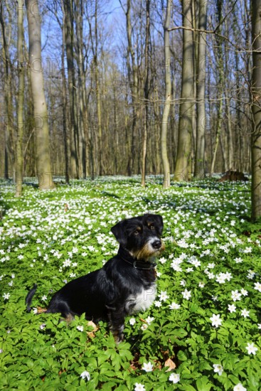 A dog sits in a blooming spring forest full of flowers under a blue sky, mixed breed dog with Blue