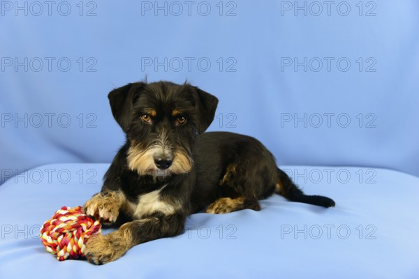 A black dog lies attentively on a blue background next to a toy, mixed breed dog, wire-haired