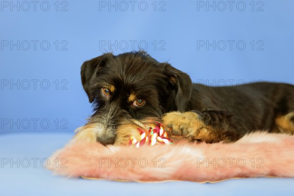 A black dog is lying relaxed on a pink coat with a toy on a blue background, mixed breed dog,