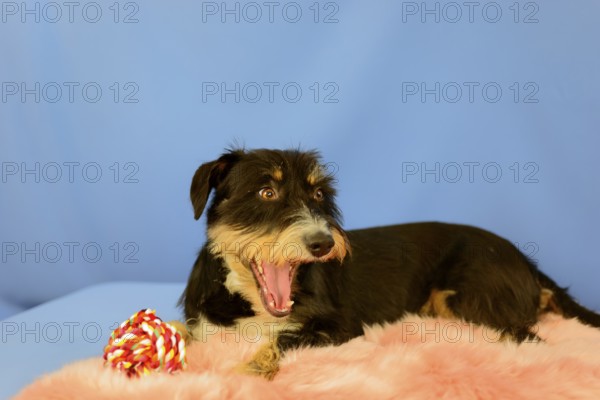 A black-brown dog yawns on a pink coat, next to him a toy, blue background, mixed breed dog,
